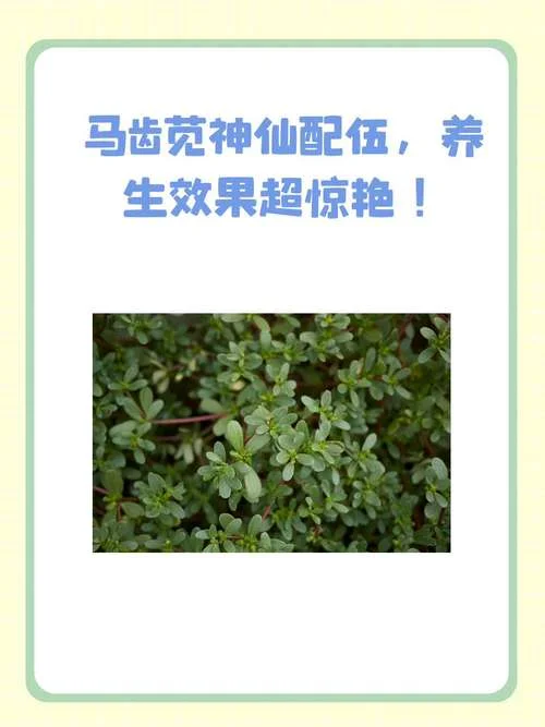 马齿苋合剂出处_1