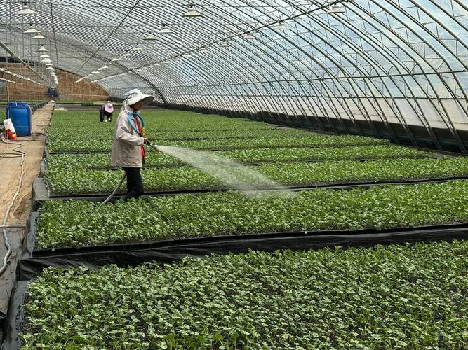 种植大棚一亩投资多少钱_1