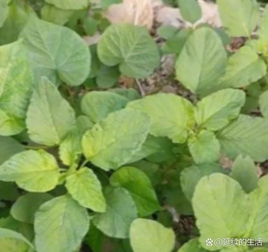 酸菜又叫什么菜_2