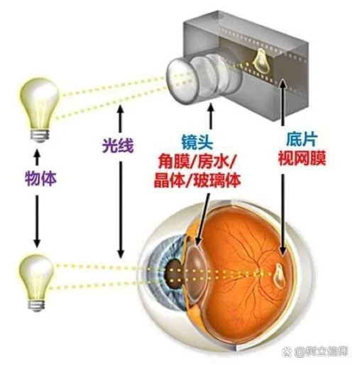 人眼的成像原理_2