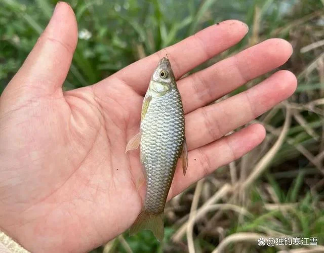 梦见钓小鱼一下就钓上来_2