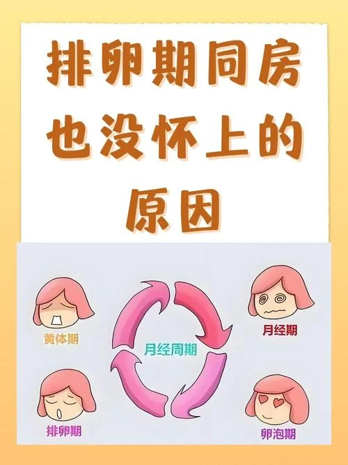 不会排卵了怎么办-不会排卵怎么办