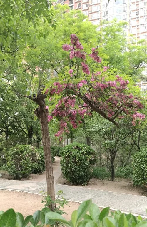 梦见花树枯萎_2