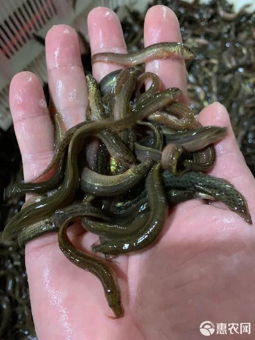 养泥鳅一亩地的泥鳅苗要多少钱_2