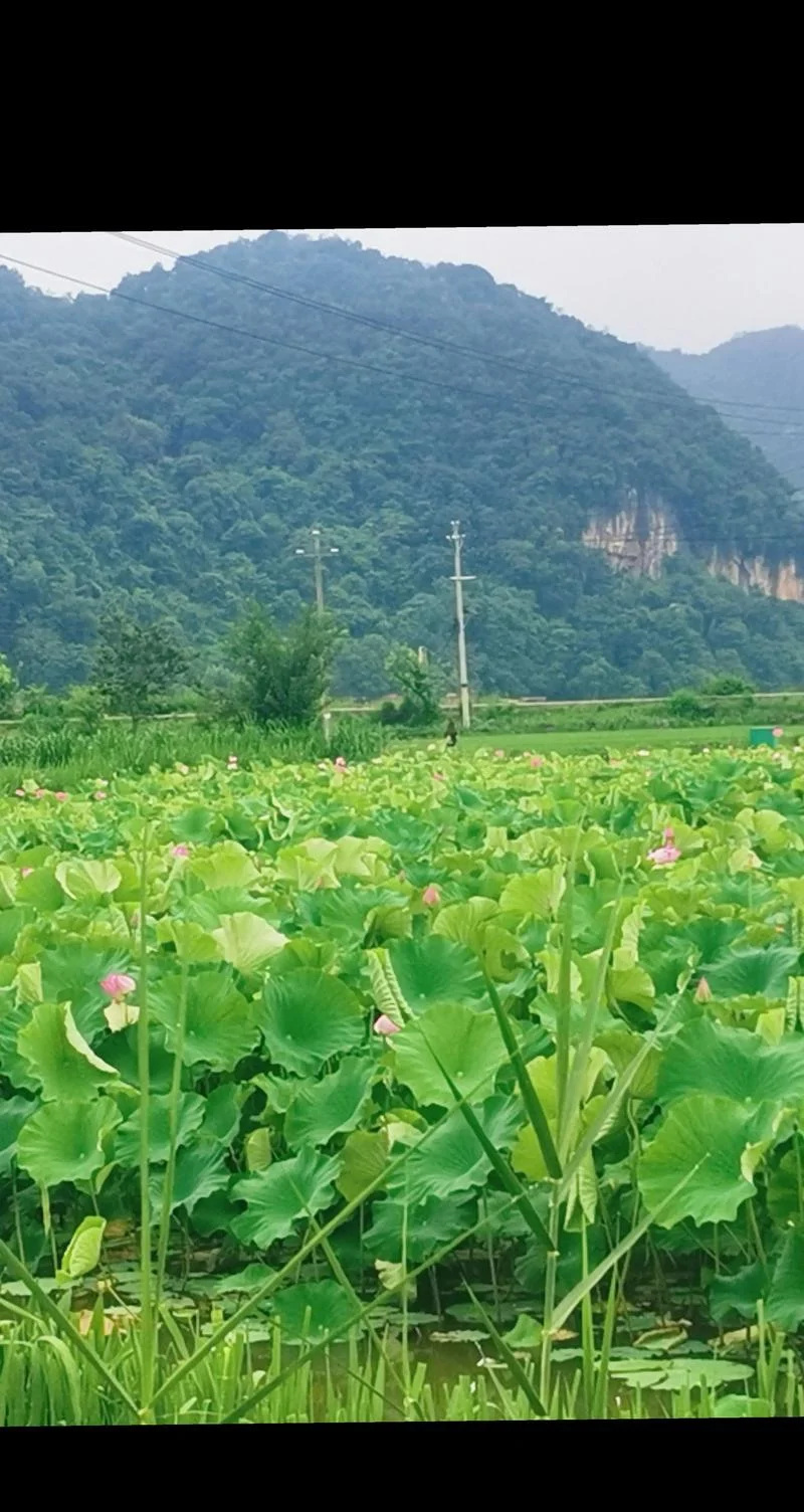普者黑景点有什么_2