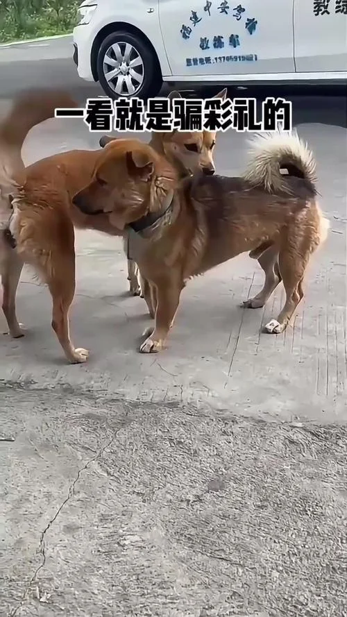 上赶着不是买卖下一句_2