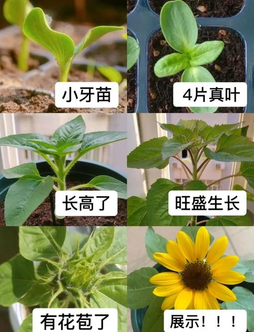 向日葵是几月成熟_1