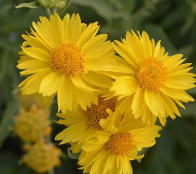 孕妇梦见小黄菊花_2