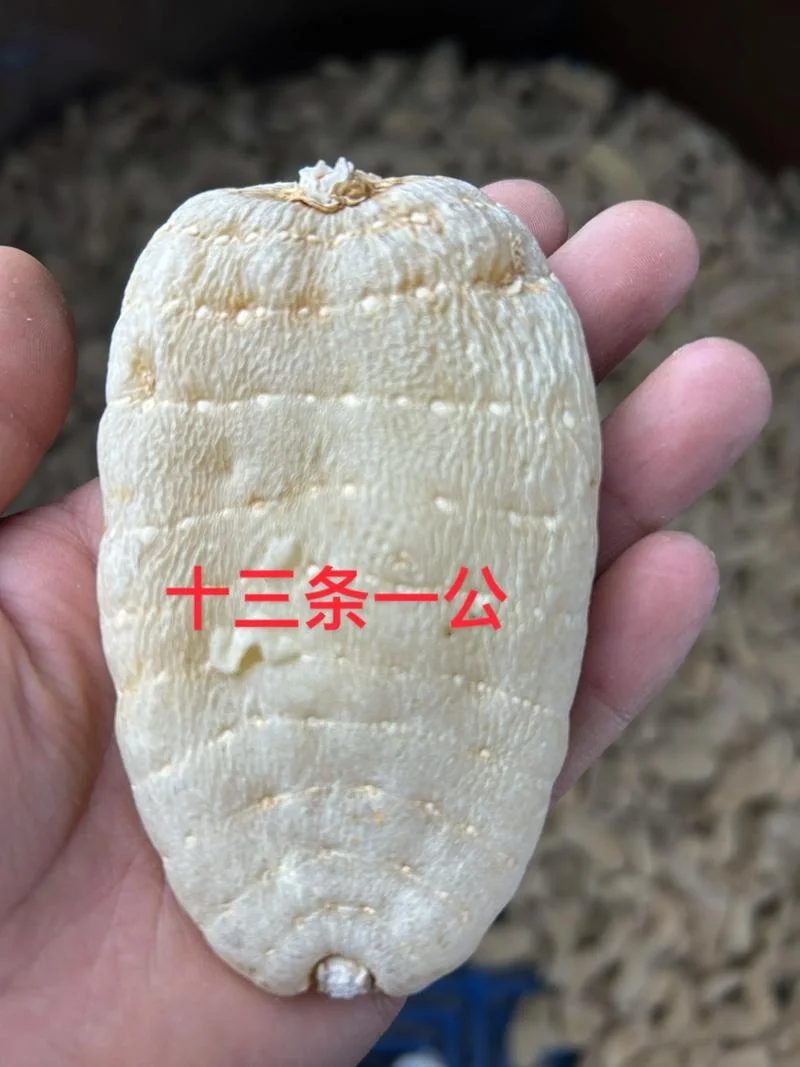 镇雄天麻多少钱一斤-镇雄天麻一斤售价
