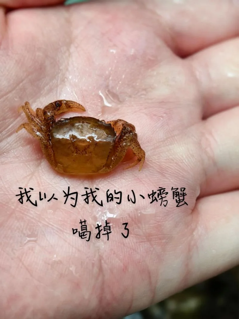 梦见螃蟹爬到自己身上-梦见螃蟹爬上自身