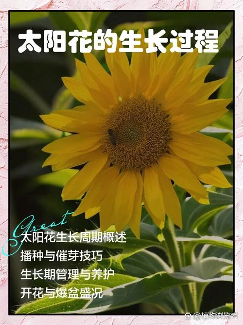 种一片太阳花感悟-种花悟真意