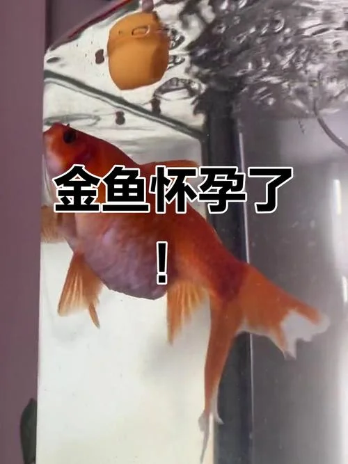 孕妇梦见鱼的大多是生女儿-孕妇梦鱼多生女