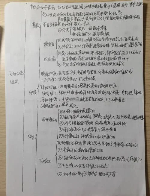 什么是结缔组织概念_2
