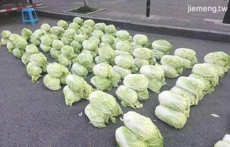 解梦梦见白菜无人要-白菜无人要之梦