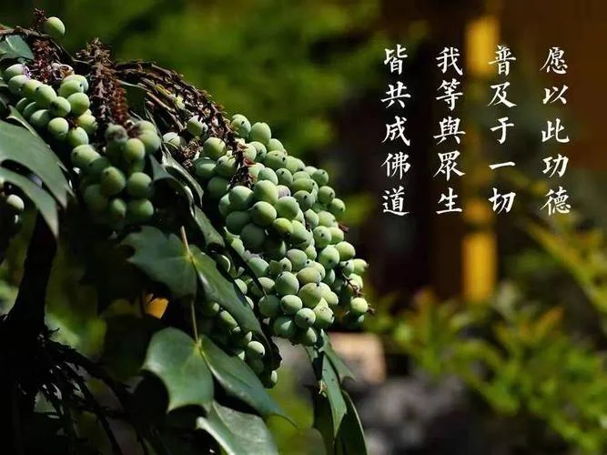 五停心观出自哪一部经_1