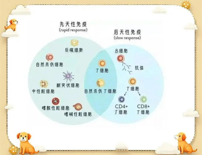 什么是免疫系统疾病_1