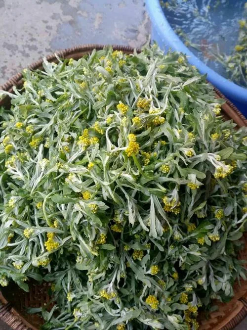 水蜜花的书名叫什么_2