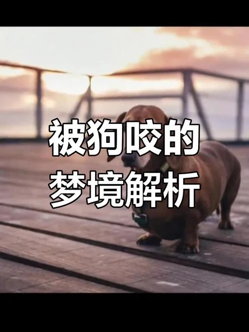 梦见被狗挠了-被狗挠梦