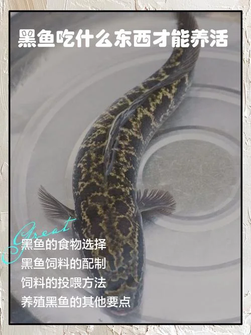 孕妇梦见黑鱼是什么意思_2