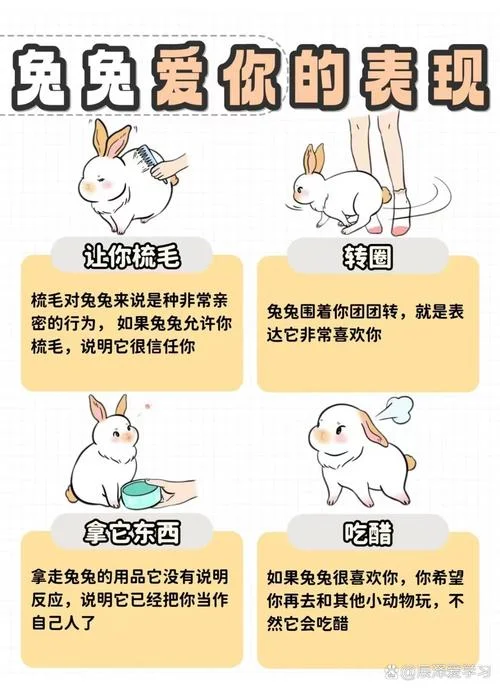 小兔子简单介绍-小兔子简要介绍