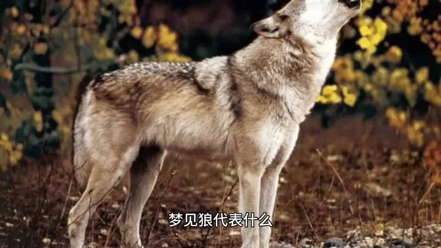 梦见狼咬我_2