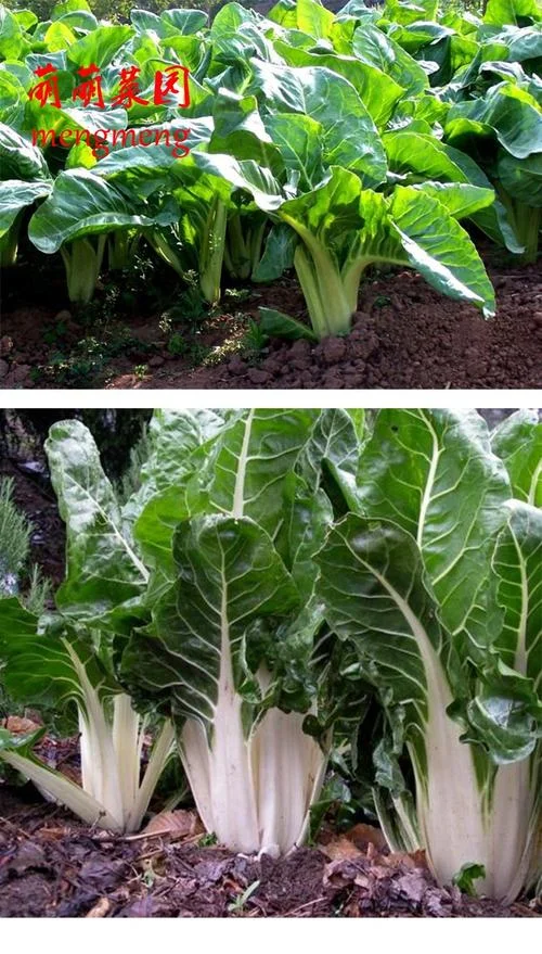 莙荙菜的学名叫什么_1