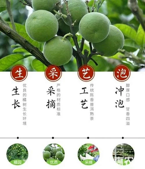 化橘红的种植历史_1