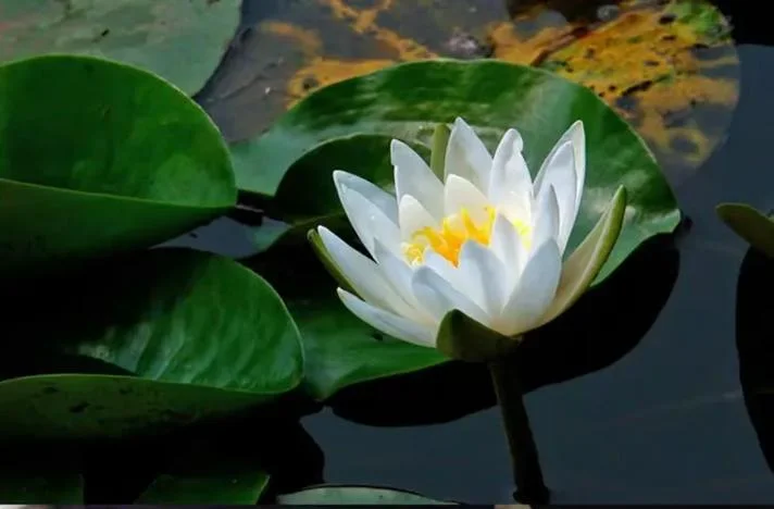 目送莲花读后感_2