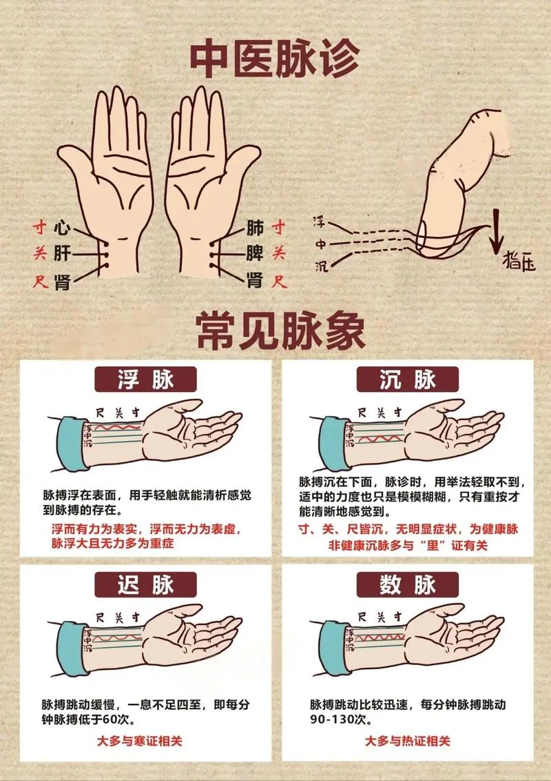 脉搏跳动原理_1