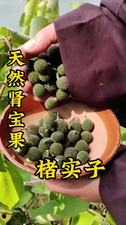 楮实子别名叫什么-楮实子别名桑椹