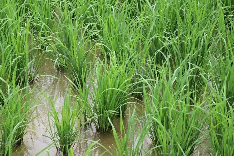 100亩水稻有多少利润_1