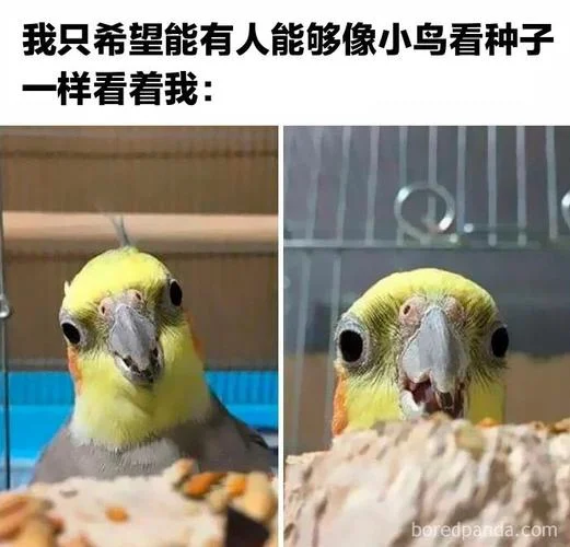 走地鸡的梗出自哪_2