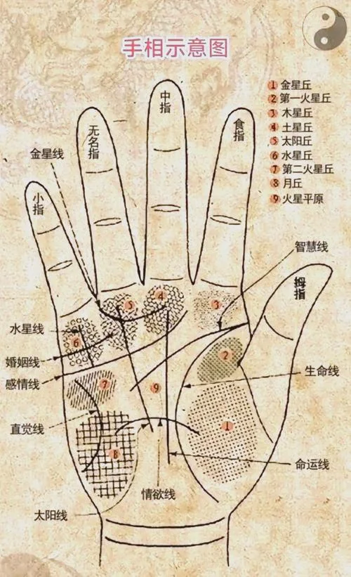 手相中感情线-感情线位置详解