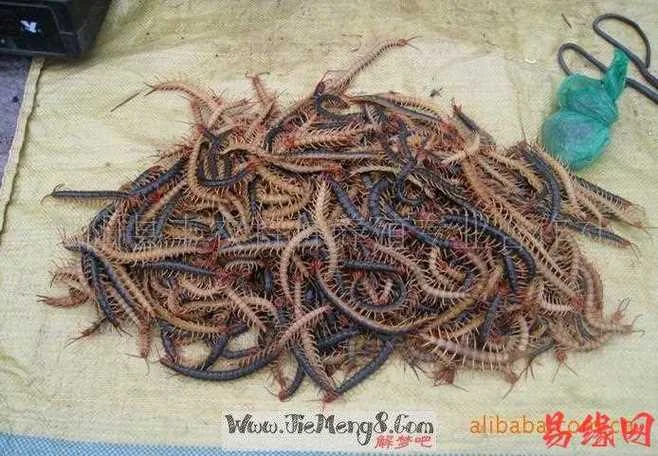 梦见蜈蚣在身上爬_2