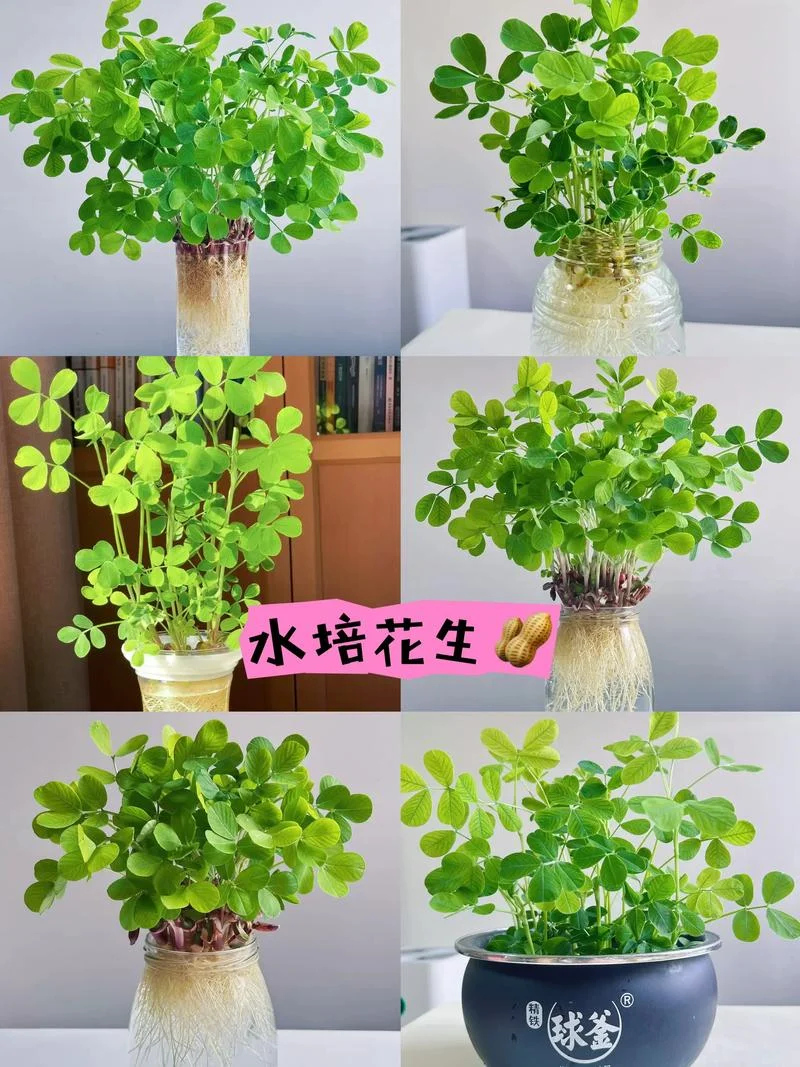 梦见花生苗_1