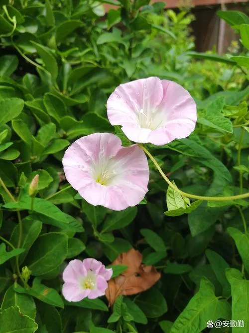 打碗花又叫什么花_1