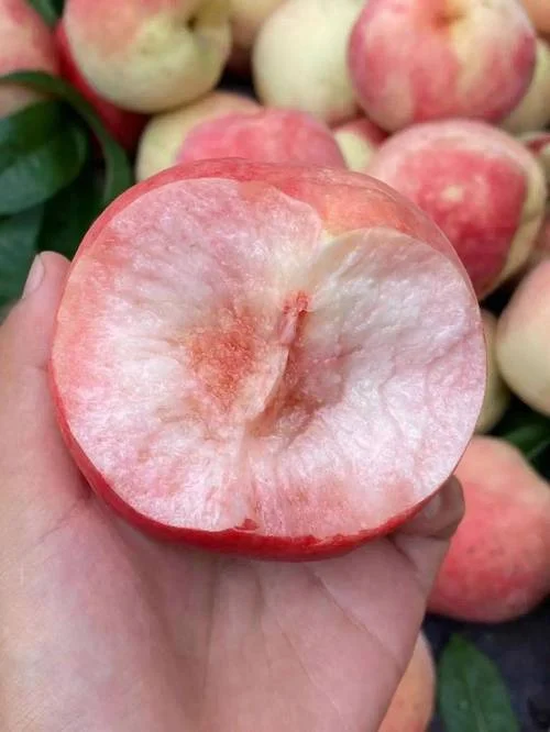 沙脆红桃几月成熟_1
