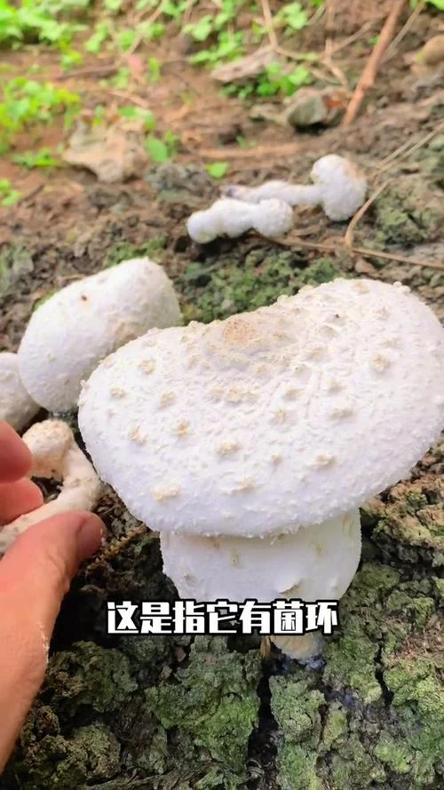 白色长长的蘑菇叫什么_1