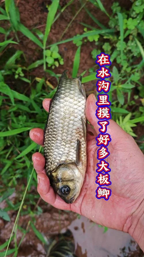 梦见在水沟里捕鱼_2