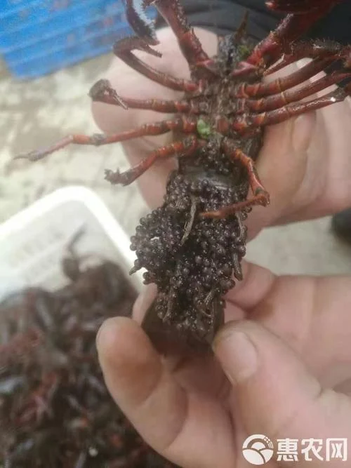 小龙虾一亩放多少虾种_2