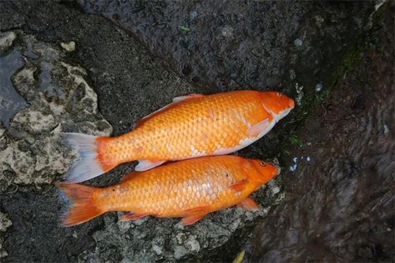 梦见鱼死是什么征兆_1