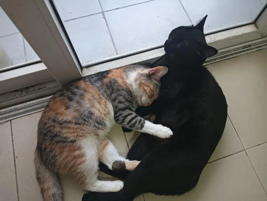 梦见黑猫咬我_2