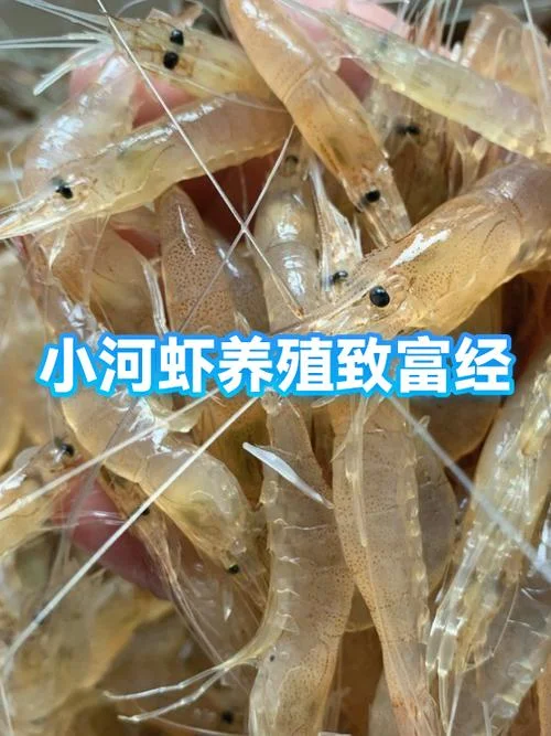 养殖河虾一亩利润多少_1