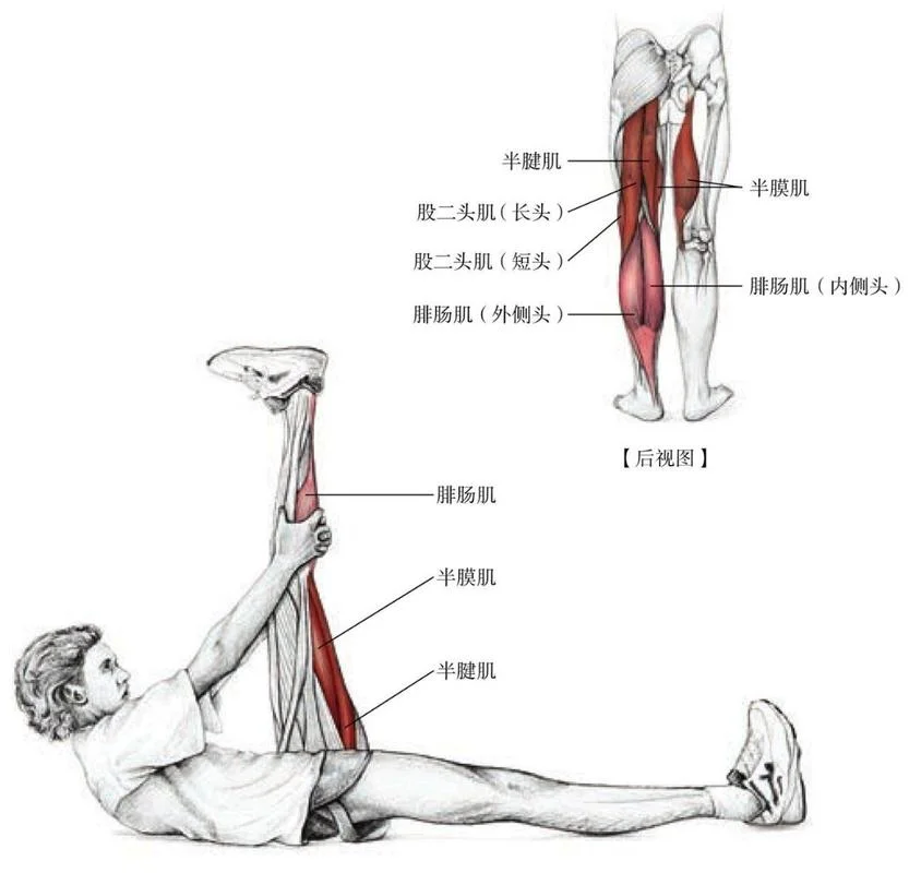 大腿后侧叫什么肌肉_2