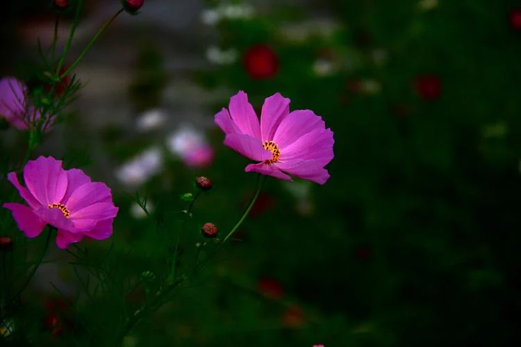 梦见格桑花开_1