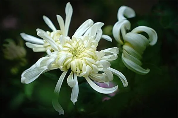 秋雨如挽歌出自哪里_2