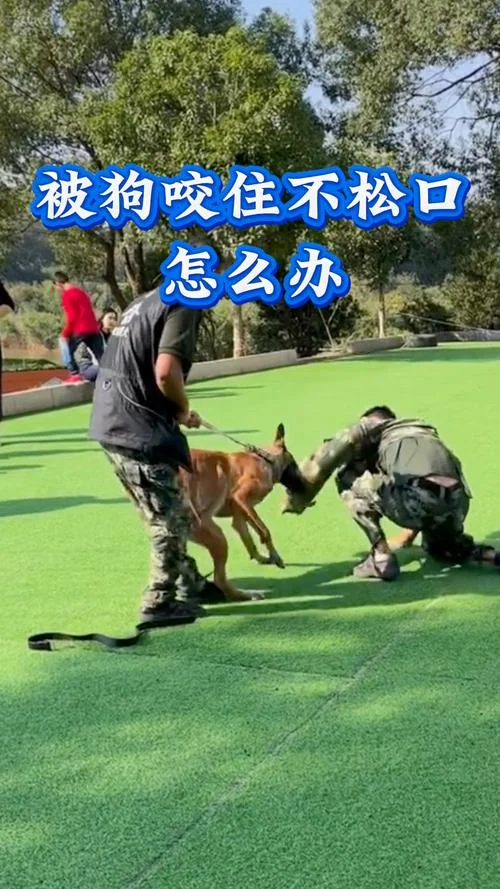 梦见被白狗咬住不放_2
