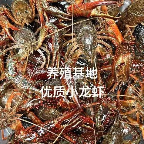 虾养殖需要哪些条件_1