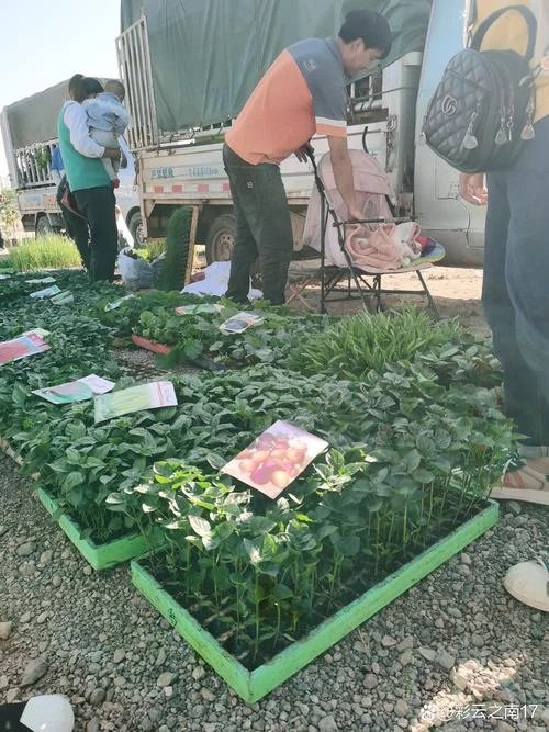 买蔬菜上什么网_1