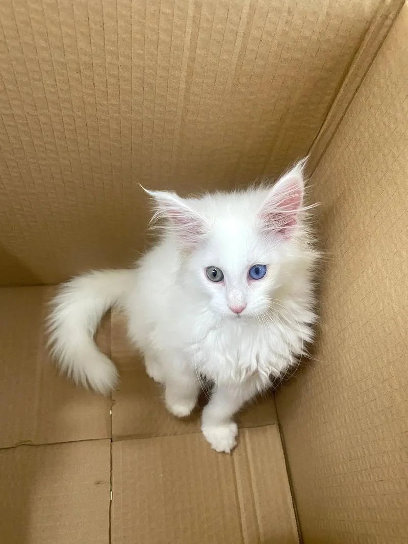 梦见白色的猫仔-梦见白猫仔